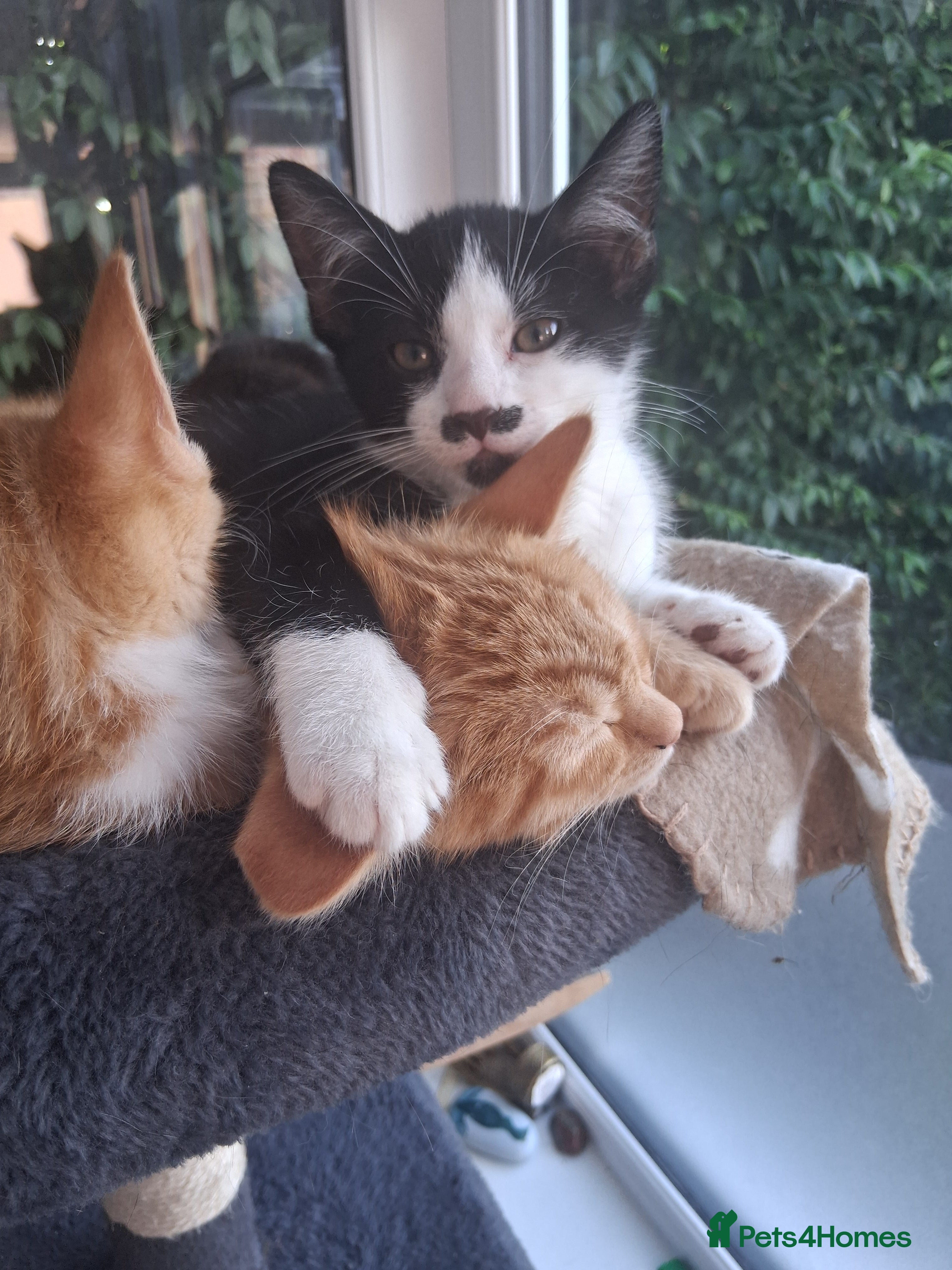 Mixed Breed cats Rare female Ginger Tabbies 😻 - Advert 2