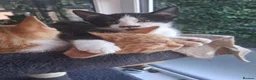 Mixed Breed cats for sale: Rare female Ginger Tabbies 😻 - Advert 2