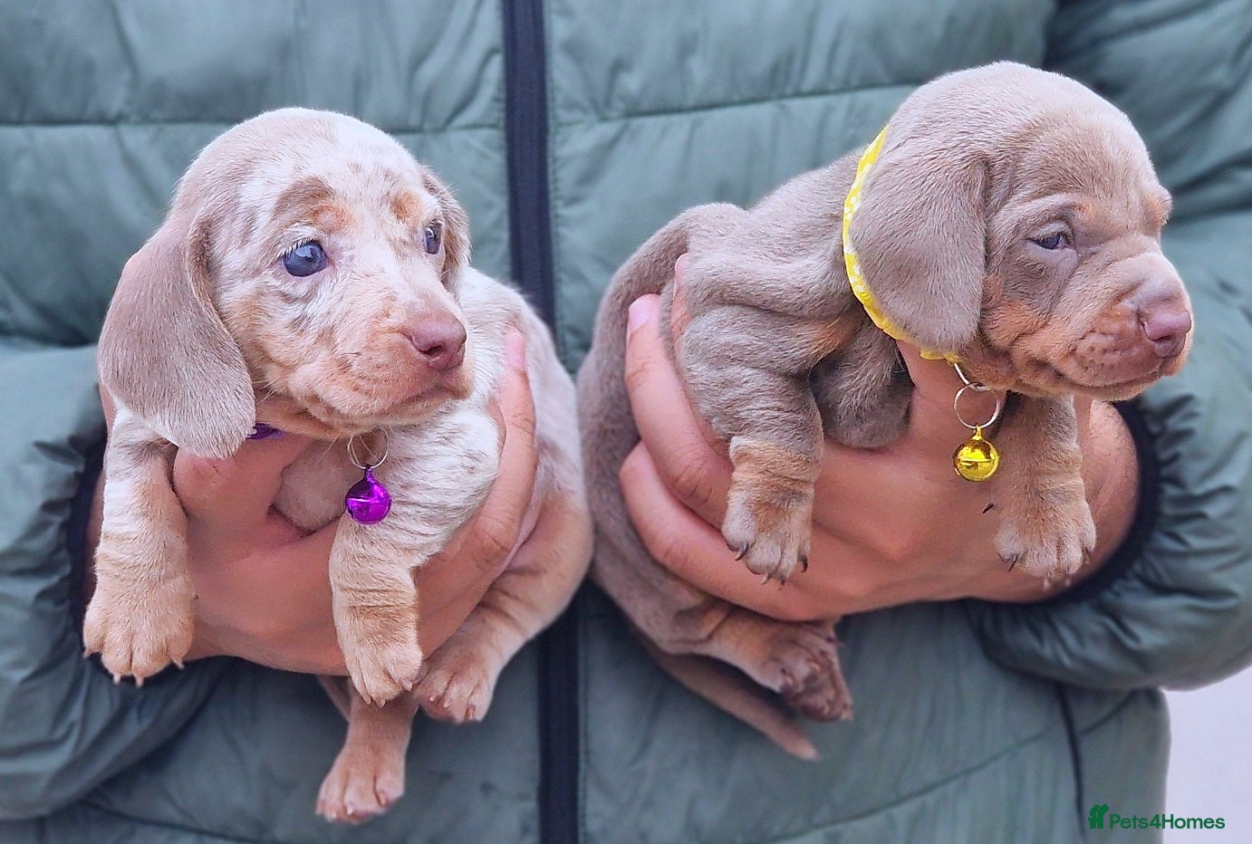 Miniature Dachshund dogs KC Mini Dachshund Puppies Isabella Dapple 🔥 - Advert 1