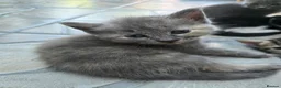 Russian Blue cats for sale: Kittens for sale  - Advert 4
