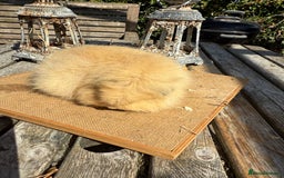 Guinea Pig rodents for sale: Pure bred California & Swiss guineapigs  - Image 30