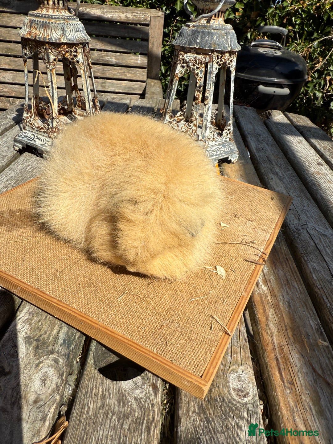 Guinea Pig rodents for sale: Pure bred California & Swiss guineapigs  - Image 30