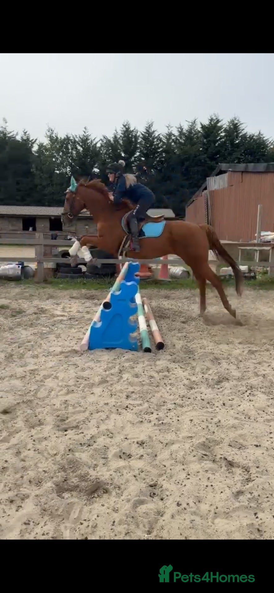 English Thoroughbred horses Super safe confidence teens horse - Advert 1