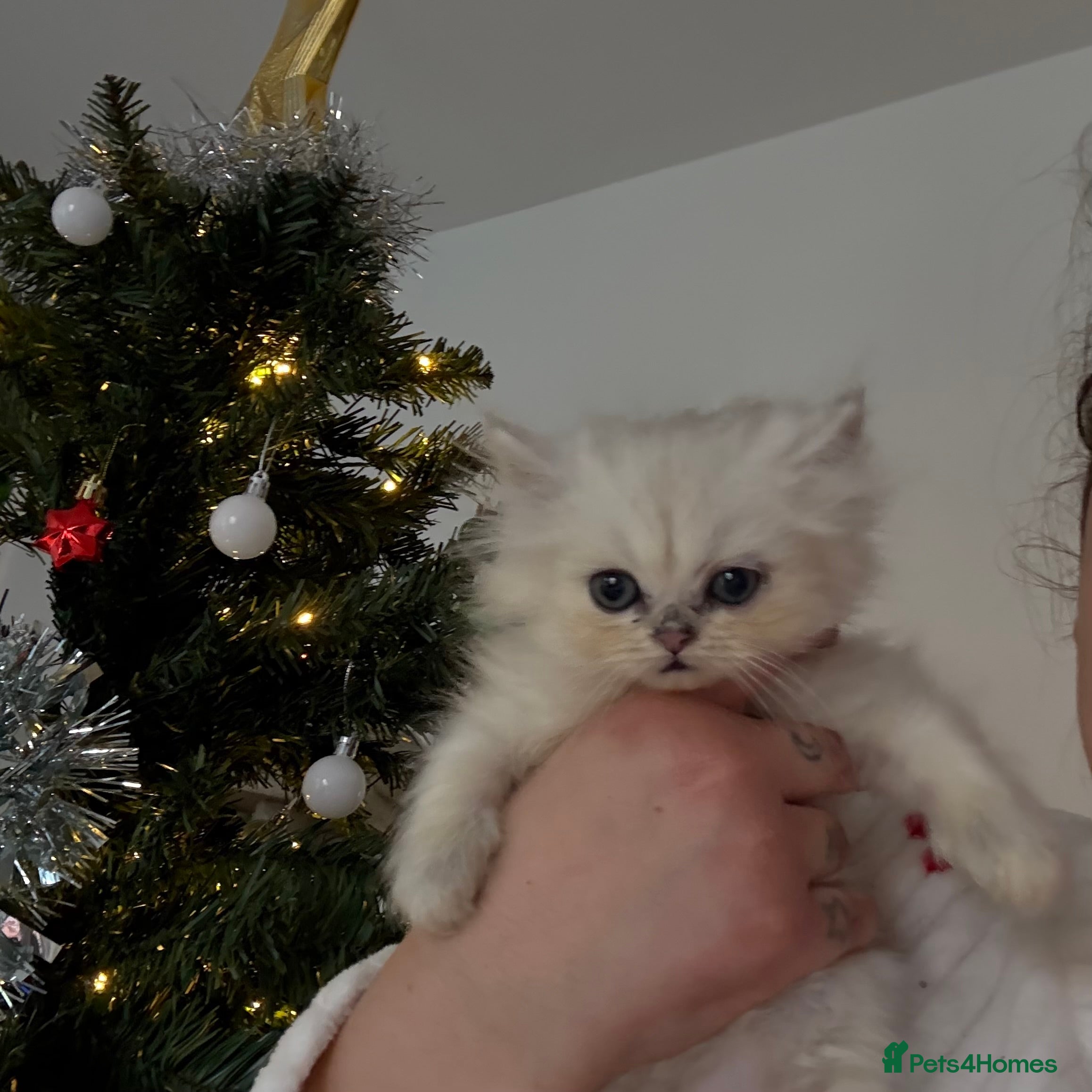 Persian cats Ready to leave! 1 Persian silver tipped chinchilla - Advert 2