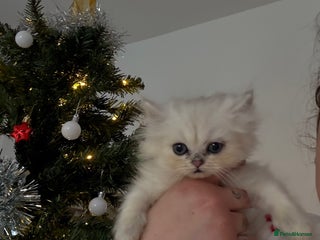 Persian cats Ready to leave! 1 Persian silver tipped chinchilla - Advert 11