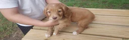 Cocker Spaniel dogs for sale: Health tested cocker spaniel puppies - Advert 13