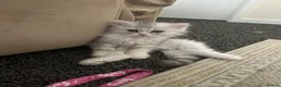 Persian cats for sale: Pure Persian  - Advert 5