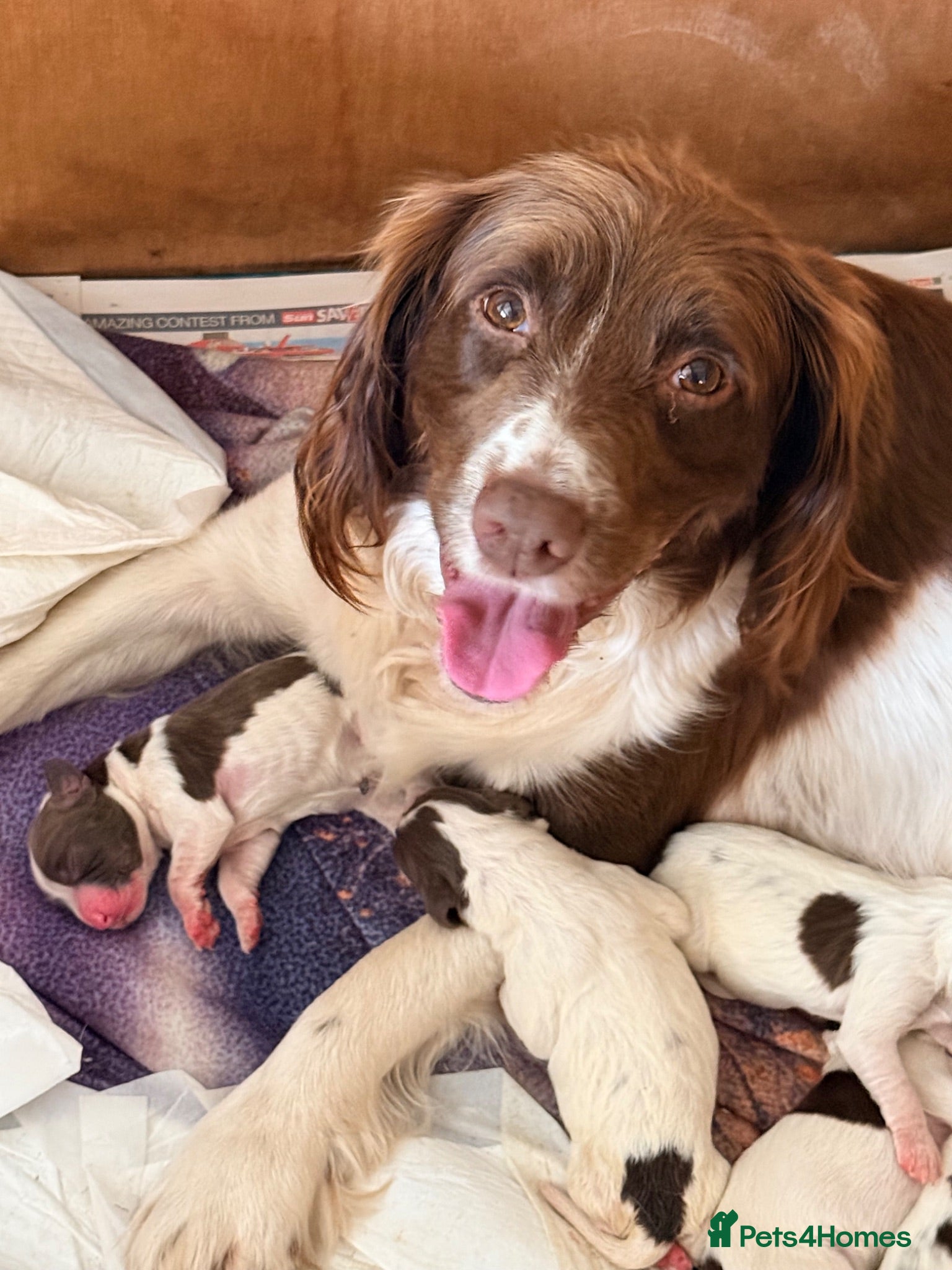 English Springer Spaniel dogs Pedigree springer spaniel Puppies - Advert 6