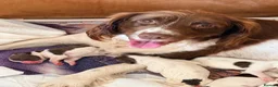 English Springer Spaniel dogs for sale: Pedigree springer spaniel Puppies - Advert 1