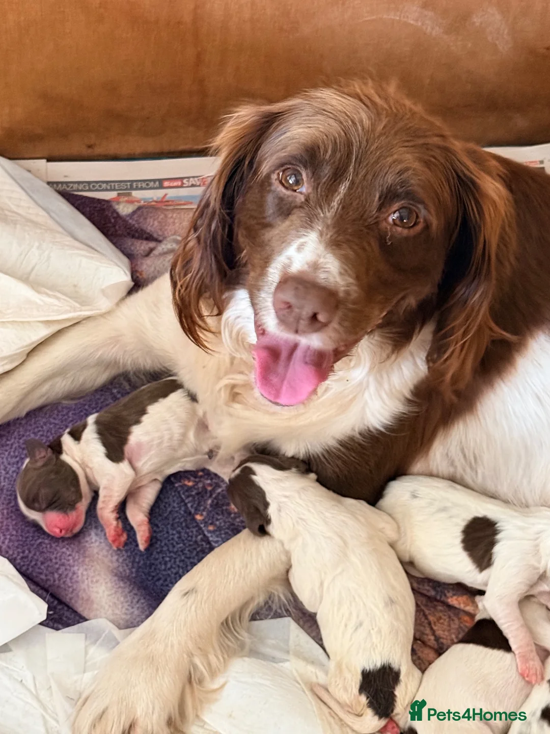 English Springer Spaniel dogs for sale: Pedigree springer spaniel Puppies - Advert 1