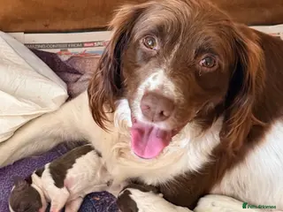 English Springer Spaniel dogs Pedigree springer spaniel Puppies - Advert 2