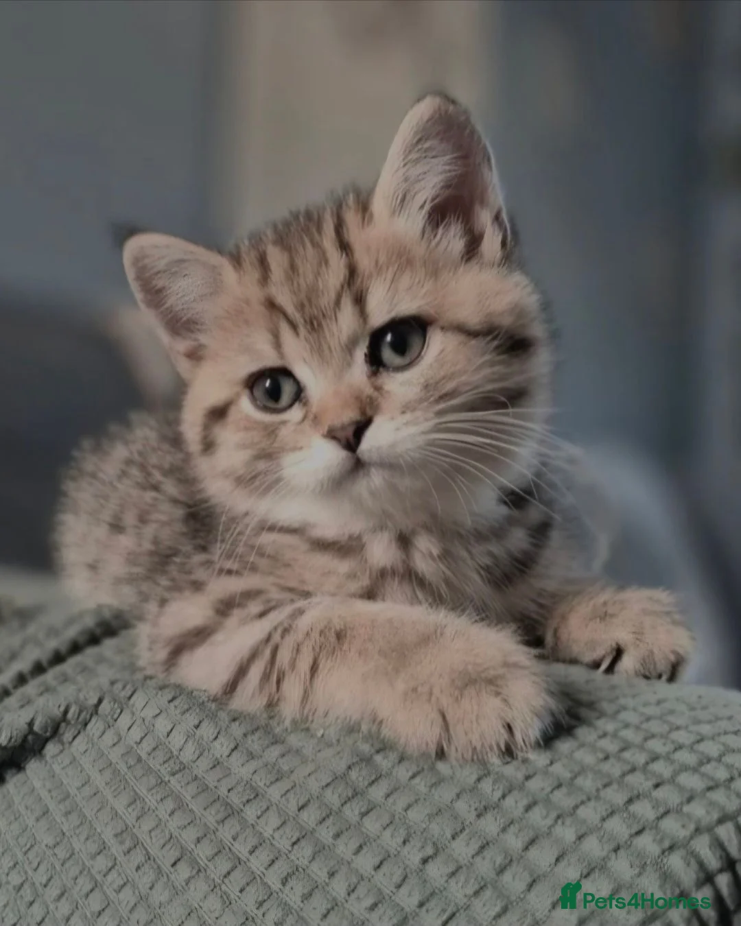 British Shorthair cats for sale: Champion bloodline, Health tested,Pedigree BSH - Advert 1