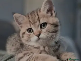 British Shorthair cats Champion bloodline, Health tested,Pedigree BSH - Advert 2