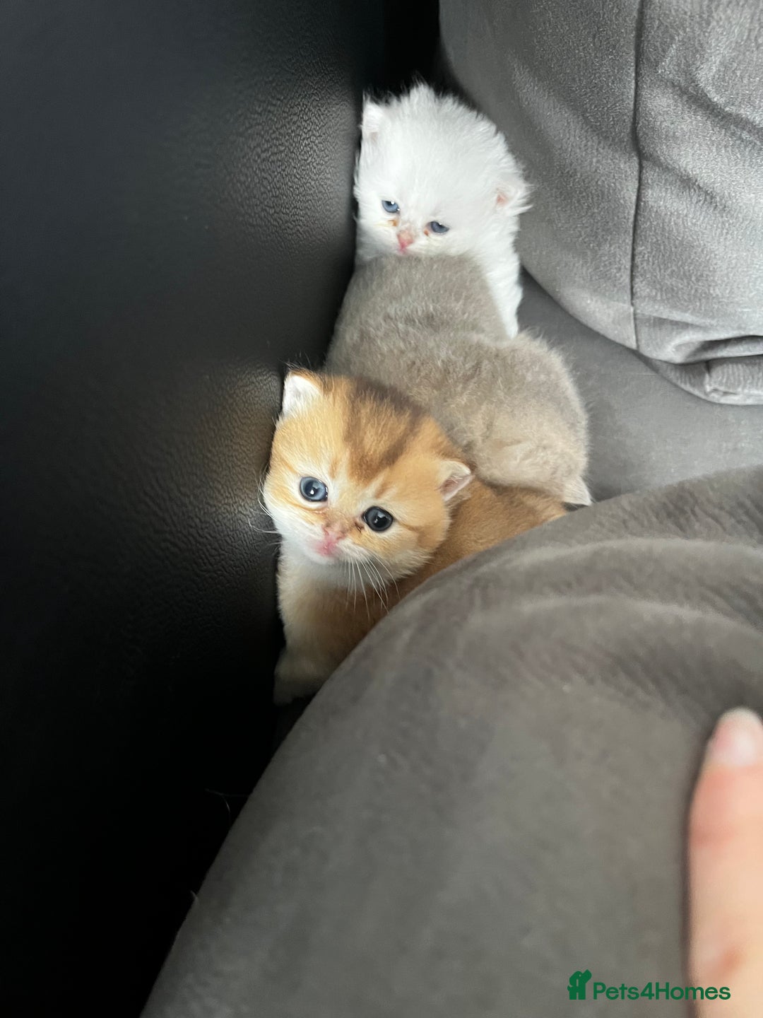 British Longhair cats for sale: ✨ Three adorable British Short/longhair kittens  - Image 6