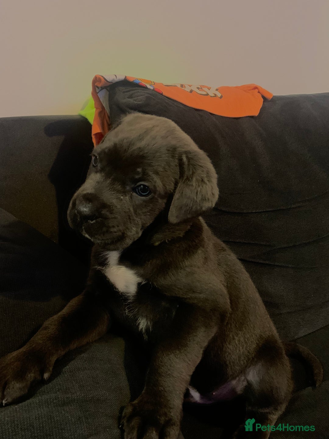 Cane Corso dogs for sale: Cane Corso - Advert 5