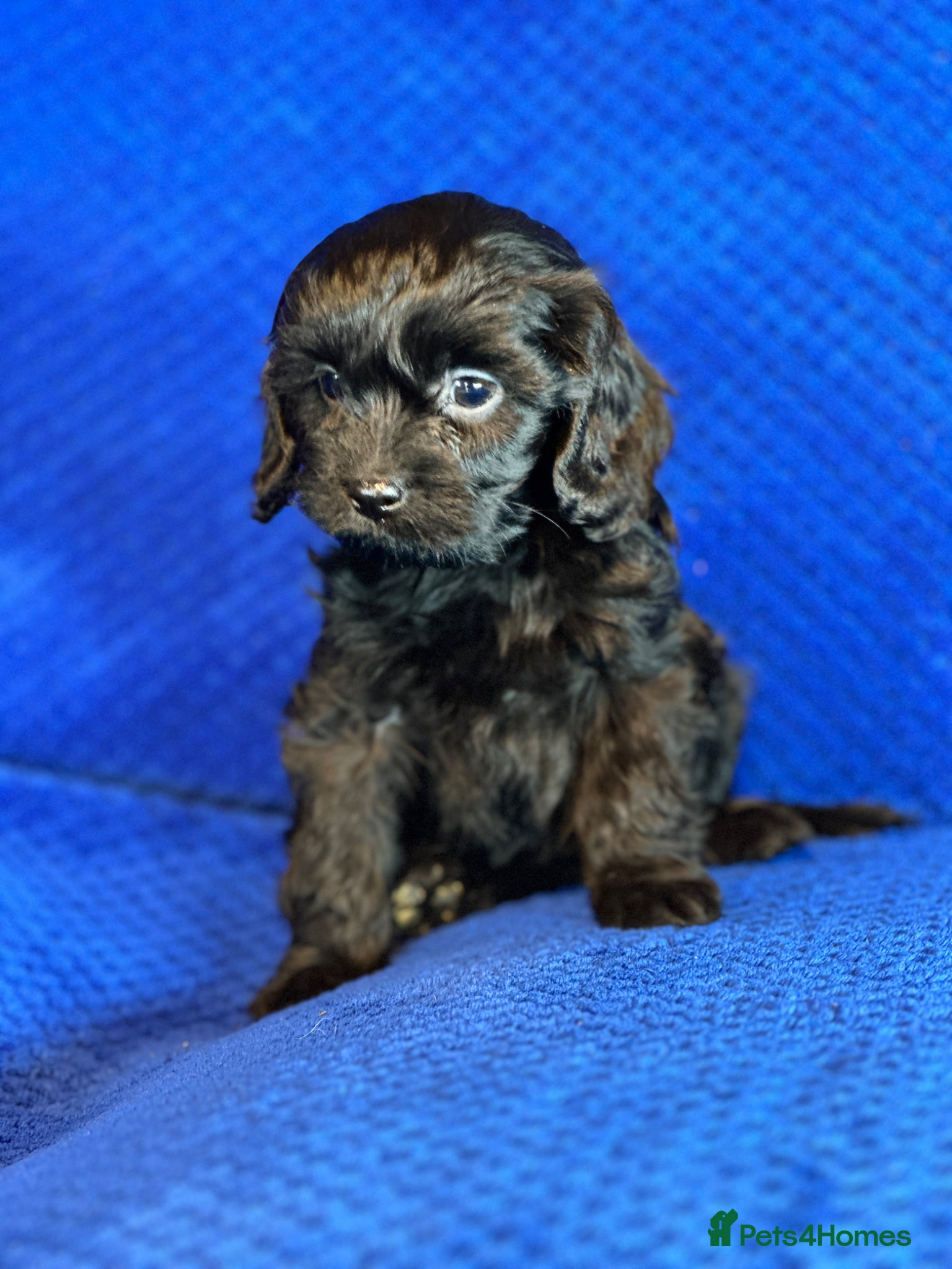 Cavapoo dogs Stunning Cavapoo Puppies - DNA tested parents - Advert 1