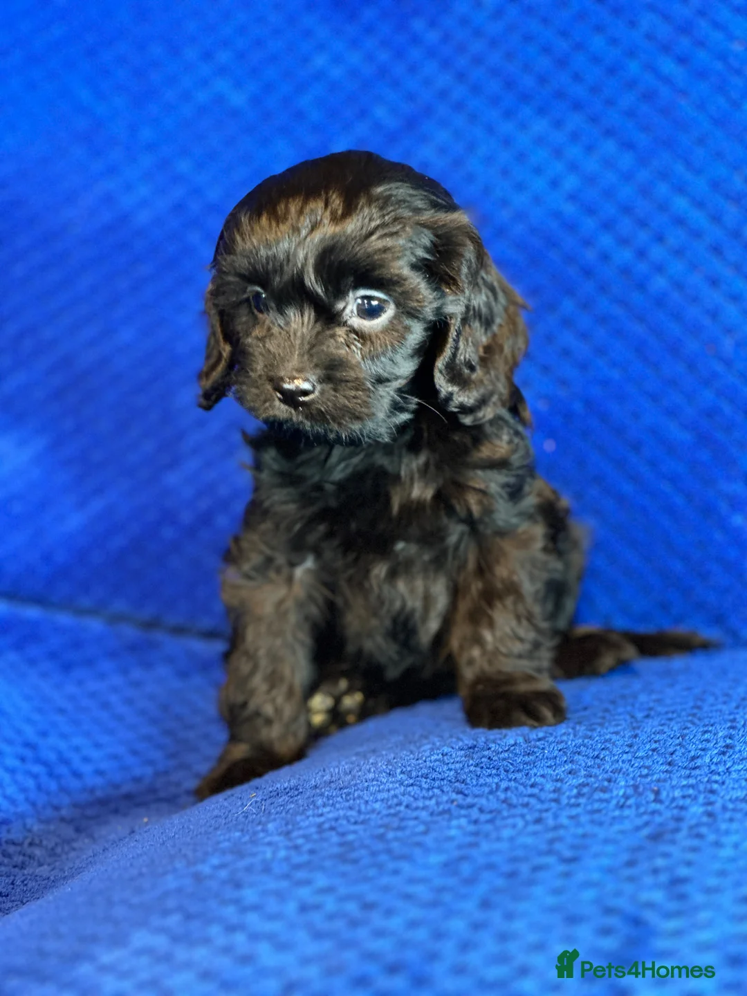 Cavapoo dogs for sale: Stunning Cavapoo Puppies - DNA tested parents - Advert 1