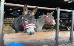 Donkey livestock for sale: 2 donkeys for sale - Image 7