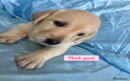 Goldador dogs for sale: 🤍🦮White Goldador Puppies🦮🤍 in Bridgend - Image 4