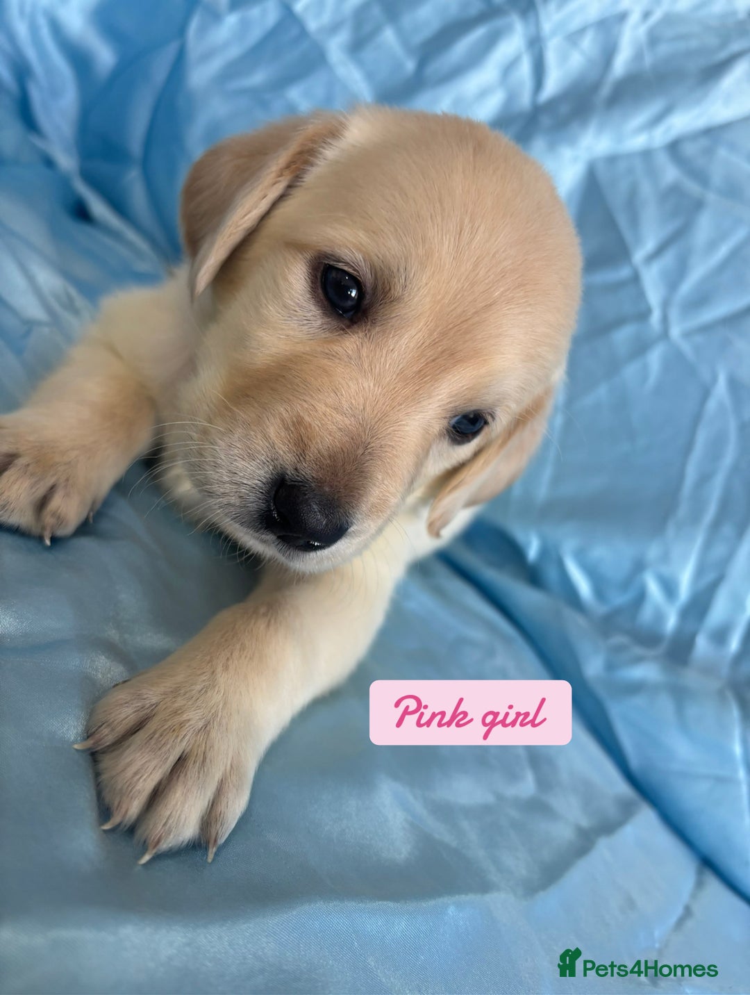 Goldador dogs for sale: 🤍🦮White Goldador Puppies🦮🤍 in Bridgend - Image 4