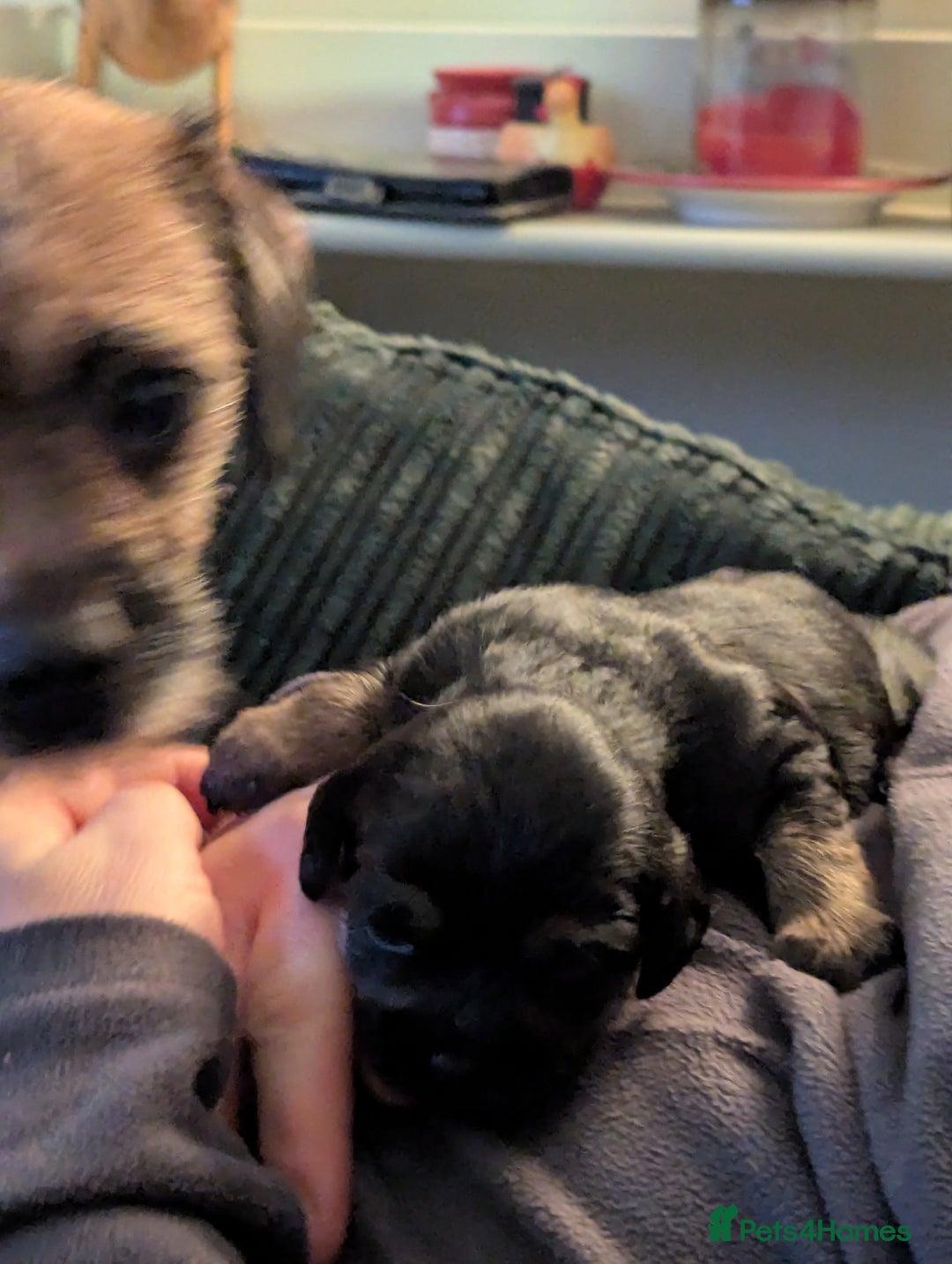 Border Terrier dogs for sale: KC Reg Border Terrier pups - Advert 10