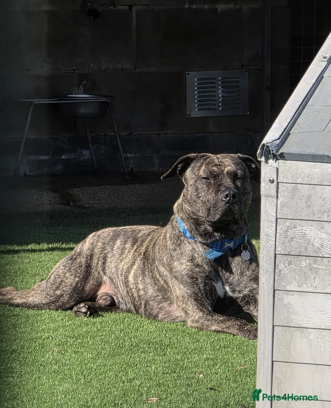 Mixed Breed dogs for adoption: Nile  - Advert 2