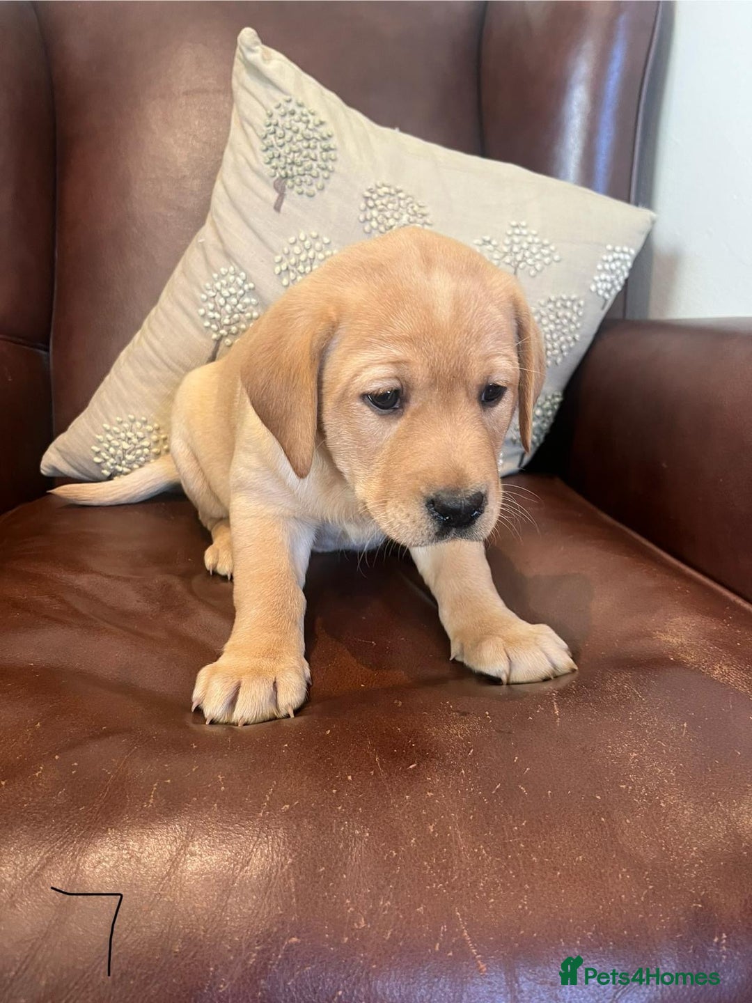 Labrador Retriever dogs for sale: Fox Red/Golden Labrador Puppies  - Image 13