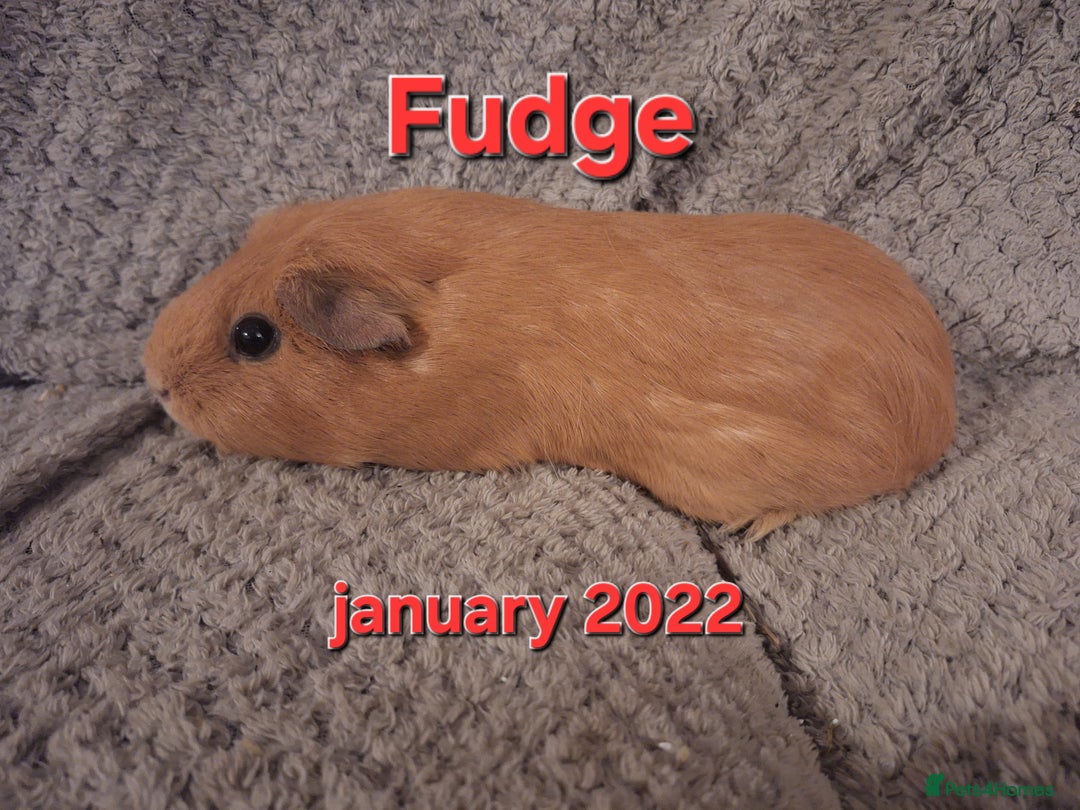 Guinea Pig rodents for sale: Rescue guinea pigs  - Advert 8