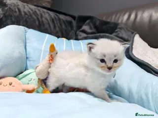 Ragdoll cats Beautiful Ragdoll Kittens Looking for Forever Home - Advert 17