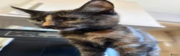 Mixed Breed cats for sale: 2 gorgeous female kittens part Norwegian forest  in Arlesey - Advert 3
