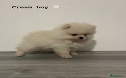 Pomeranian dogs for sale: Pomeranian puppies - Image 7