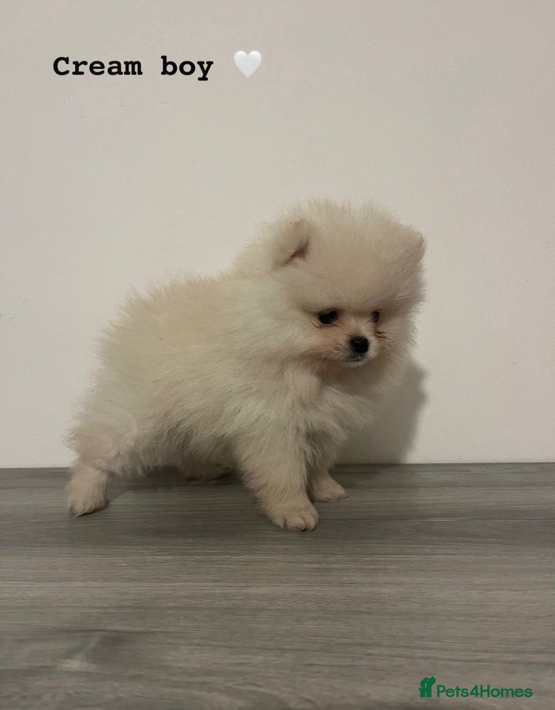 Pomeranian dogs for sale: Pomeranian puppies - Image 7