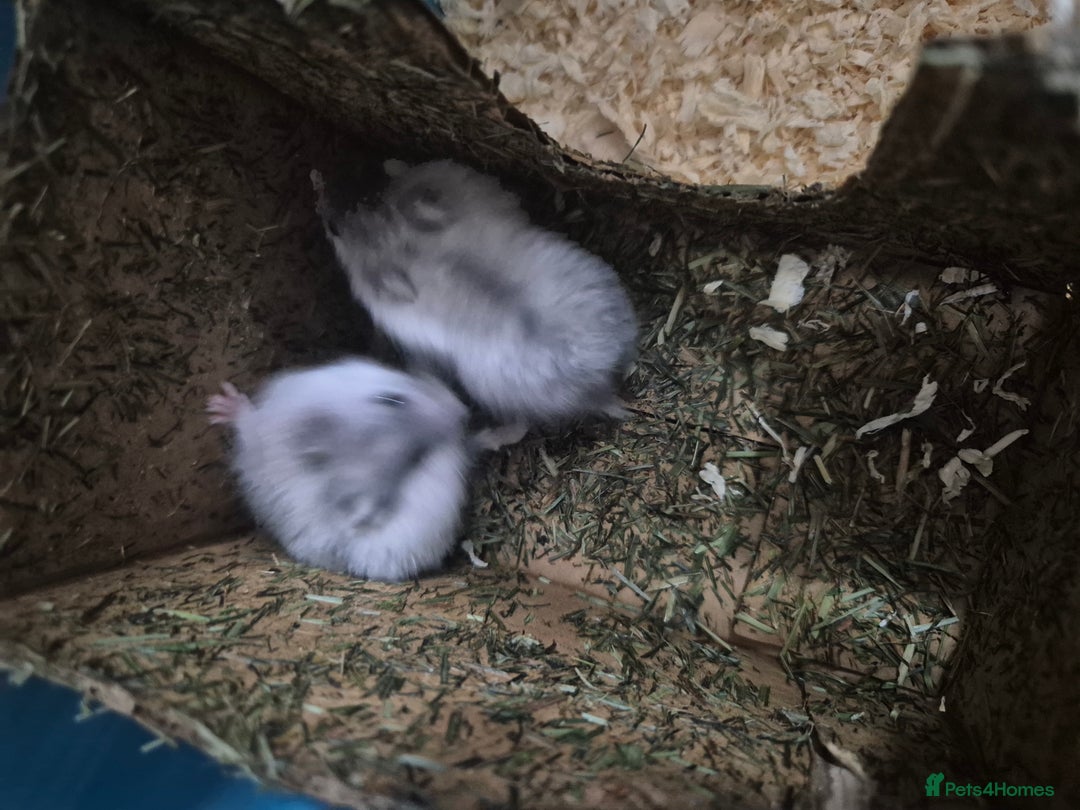 Hamster rodents for sale: Russian hamsters babies  - Advert 6