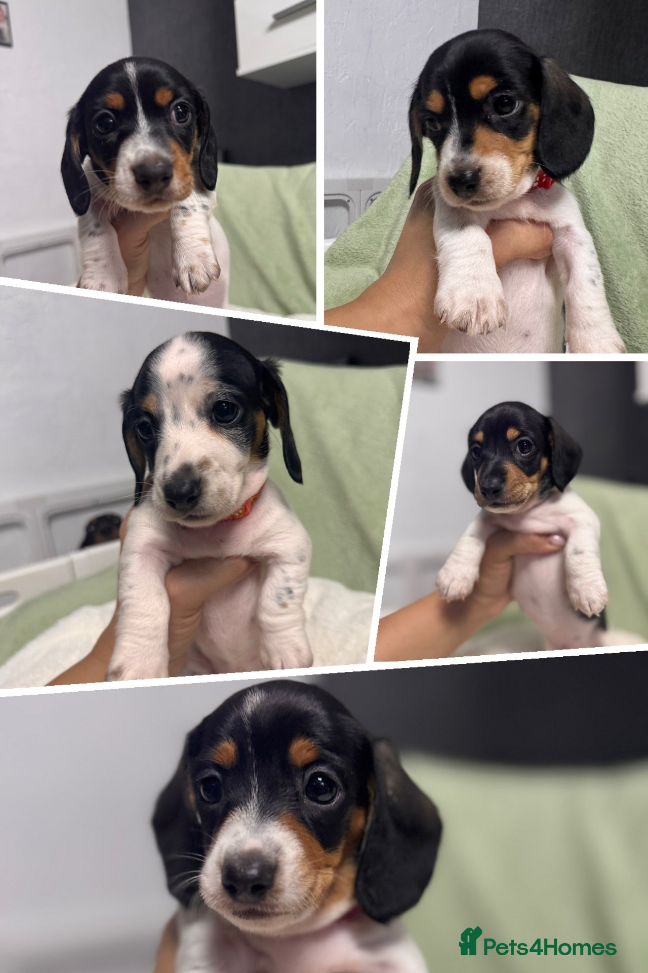 Miniature Dachshund dogs 5 cute piebald miniature dachshund puppies - Advert 1