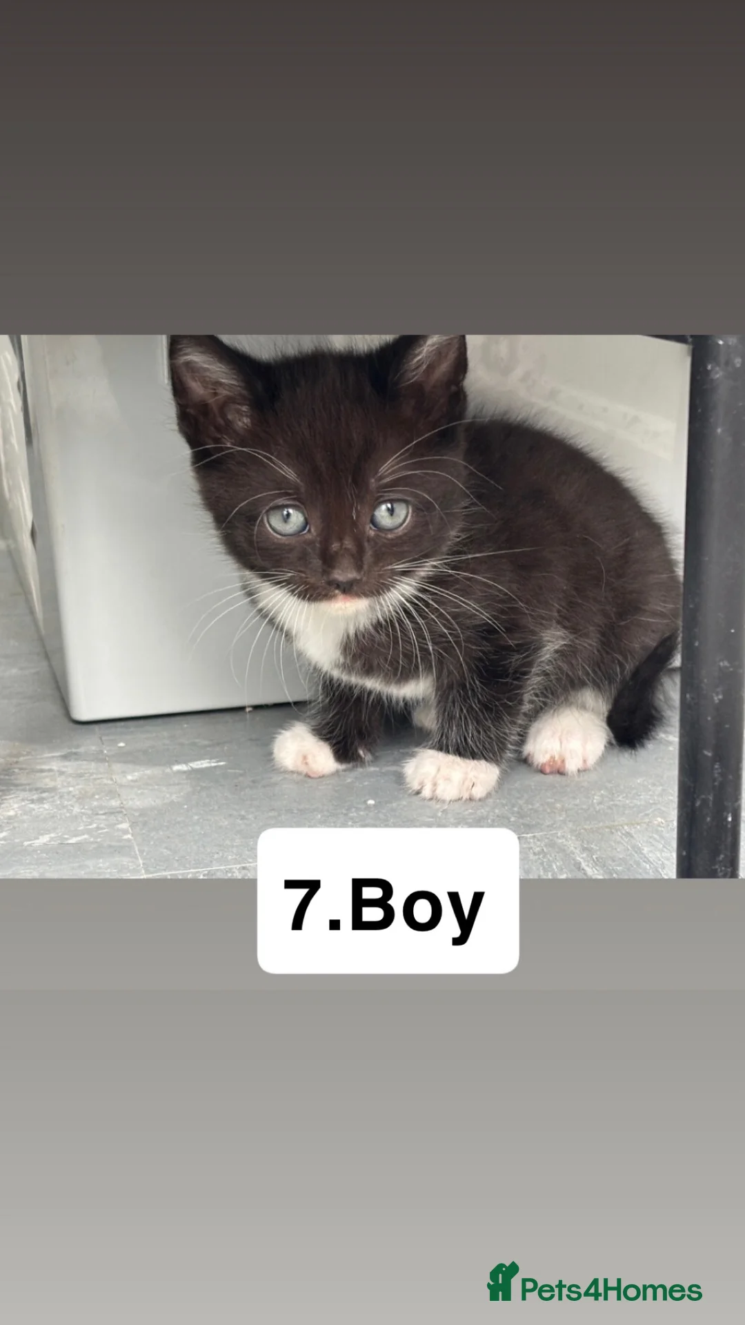 Mixed Breed cats for sale: Cats for sale  in Birmingham - Advert 8