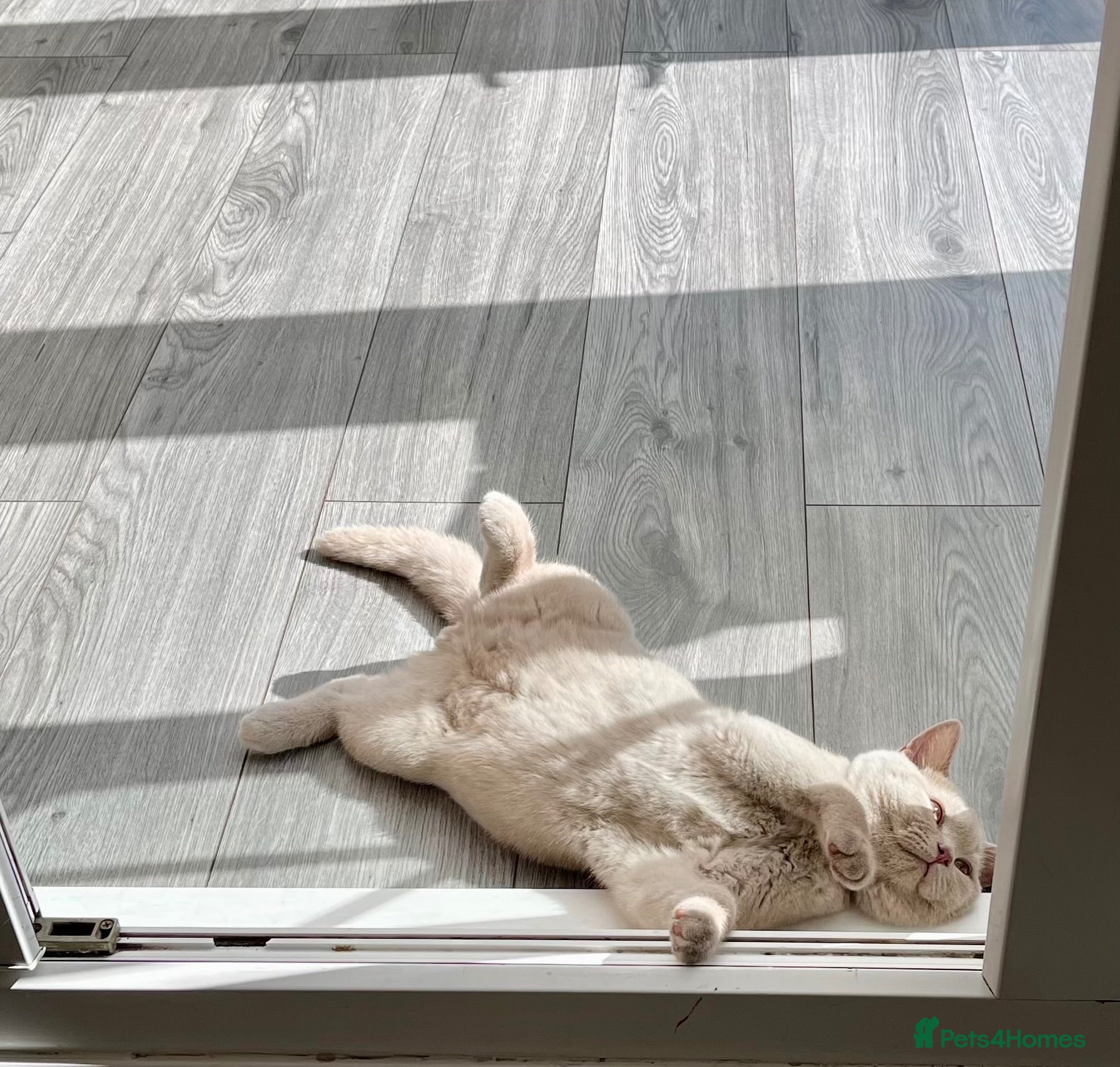 British Shorthair cats ♥️ Beautiful Lilac British Shorthair Boy ♥️ - Advert 2