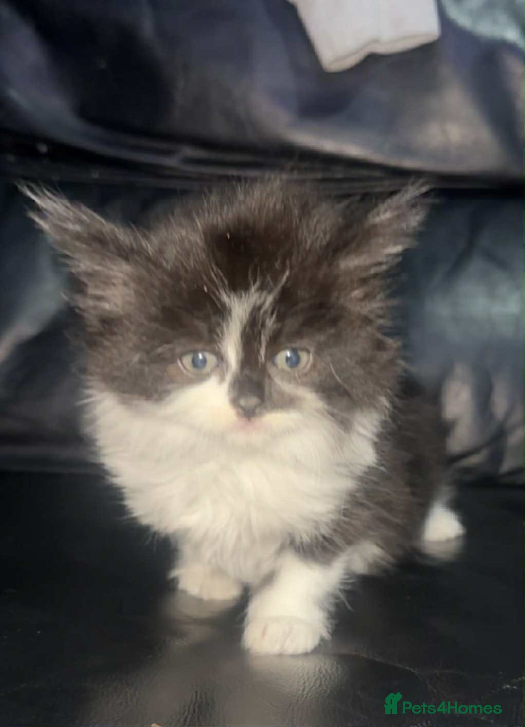 Mixed Breed cats for sale: 3 beautiful female kittens - Advert 1