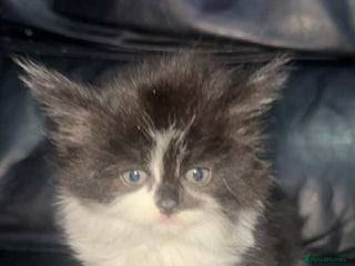 Mixed Breed cats 3 beautiful female kittens - Advert 6