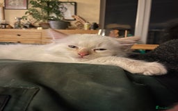 Norwegian Forest Cat cats for sale: Gorgeous Norwegian Forest Mix - Image 4