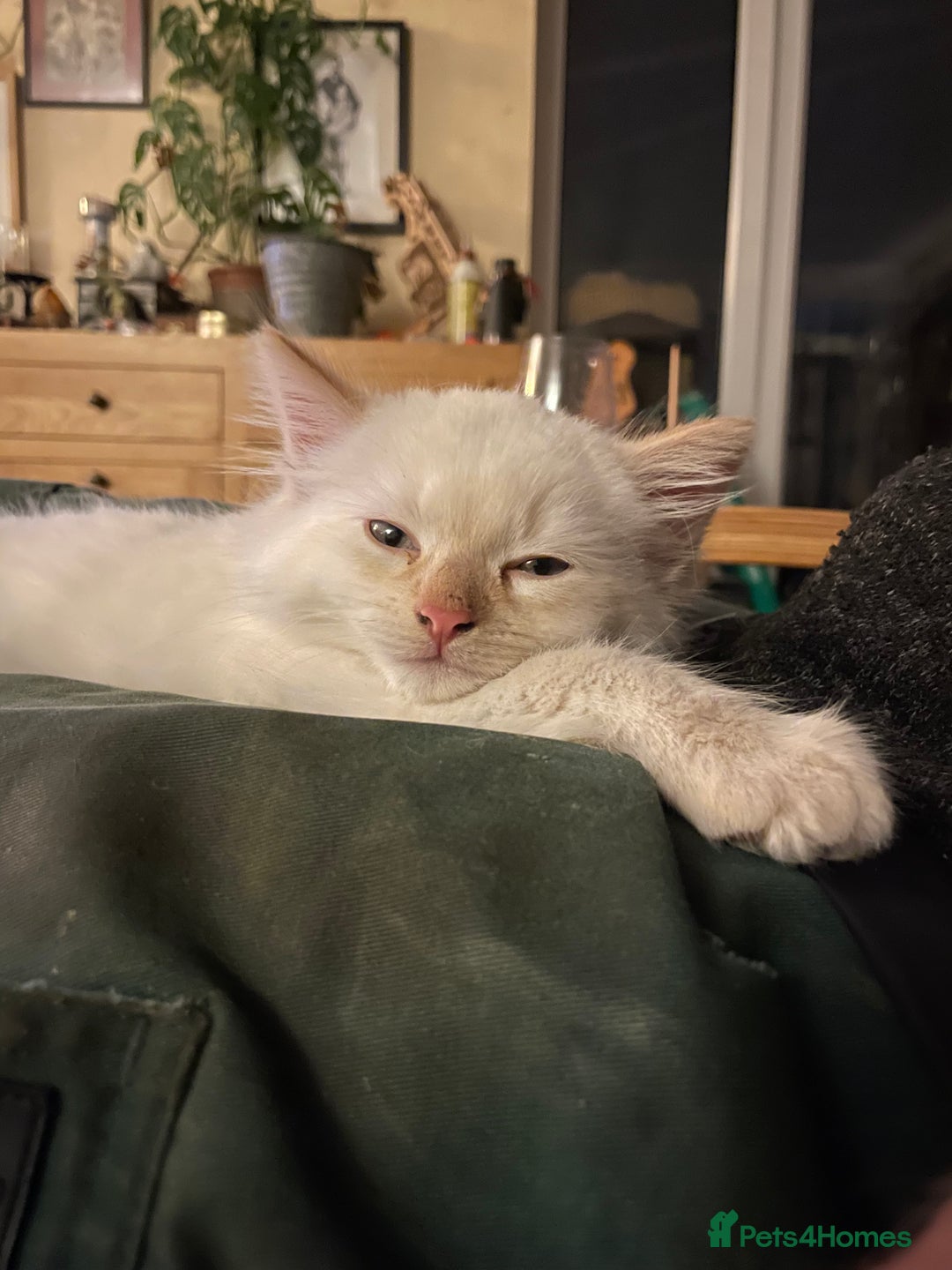 Norwegian Forest Cat cats for sale: Gorgeous Norwegian Forest Mix - Image 4
