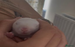 Mini Lop rabbits for sale: Baby mini lop for sale  - Image 4