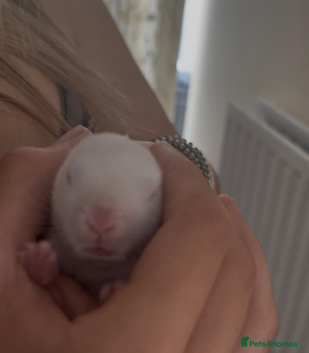 Mini Lop rabbits for sale: Baby mini lop for sale  - Image 4