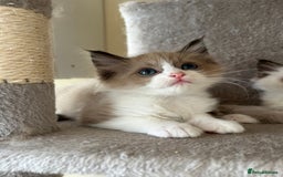 Ragdoll cats for sale: Ragdoll kittens boys 3 boys, one seal mink - Image 6