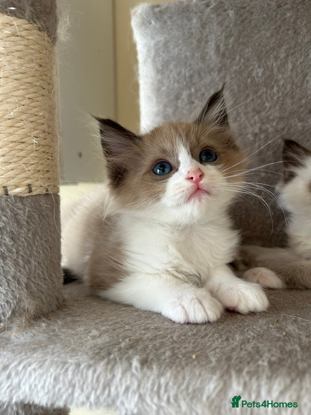 Ragdoll cats for sale: Ragdoll kittens boys 3 boys, one seal mink - Image 6