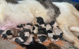 Pyrenean Mastiff dogs for sale: KC registered Pyrenean Mastiffs - Image 1