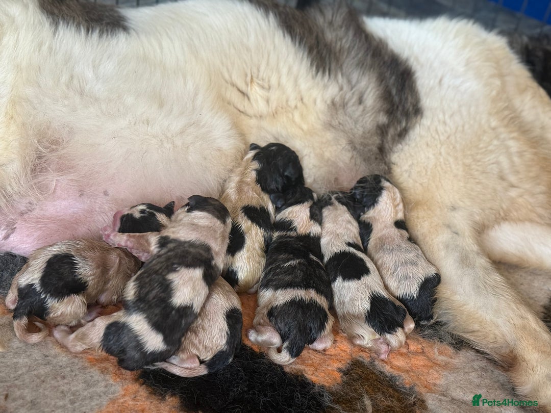 Pyrenean Mastiff dogs for sale: KC registered Pyrenean Mastiffs - Image 1