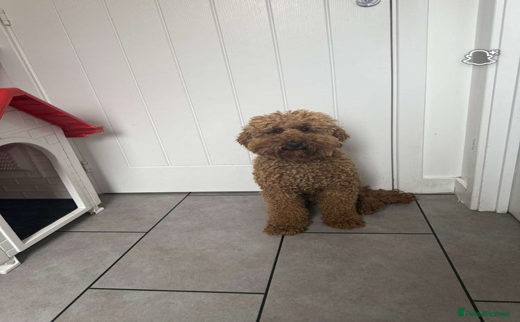 Miniature Poodle dogs - Advert 1