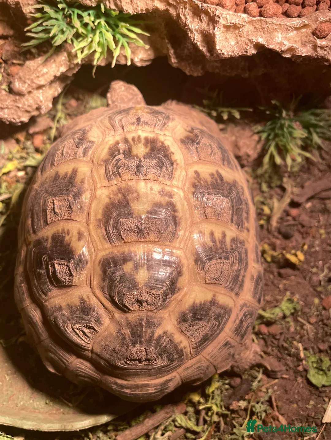 Tortoise reptiles for sale: Horsefield Tortoise  - Advert 3