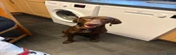 Mixed Breed dogs for stud: Bear Vizmaraner  in Alloa - Advert 3