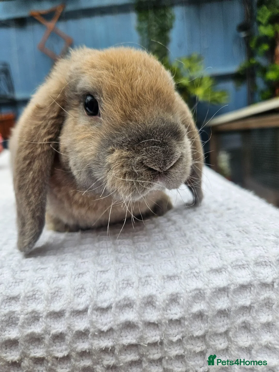 Mini Lop rabbits for sale: Purebred Mini Plush Lops- Suffolk - Advert 1